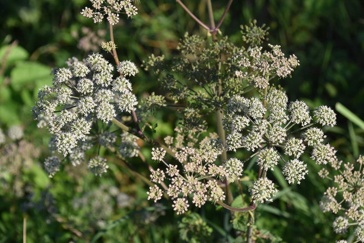 You are currently viewing A Poisonous Plant Spreads Around Ohio